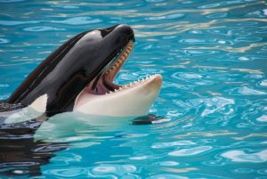 white and black killer whale on blue pool