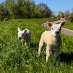 close up photo of two lambs on green grass