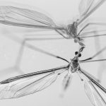 grayscale photo of a dragonfly
