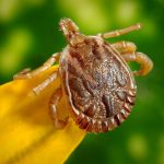 male bugs illness disease