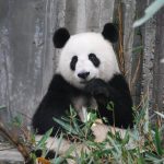 panda bear on green grass