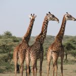 three giraffes on land