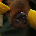 close up photo of bat