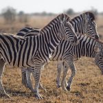 three zebras standing on green grass field