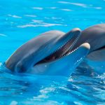 adorable dolphins on surface of water