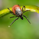 brown tick on green leaf